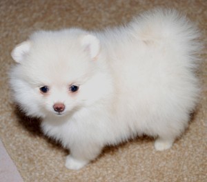 Tea Cup Pomeranian Pups Ready For Sale Now at Good Price