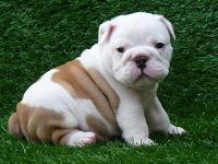 Pure Breed English Bulldog Now Available For Sale