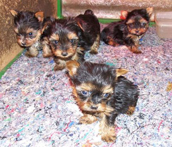 Magnificent Male and Female Yorkie Puppies