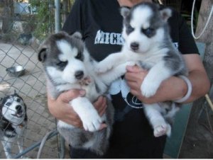 purebred Siberian Husky Puppies available,