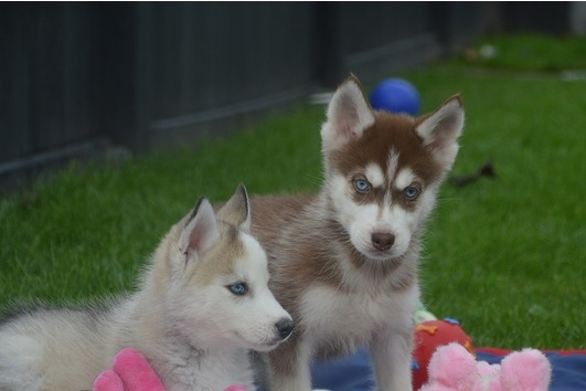 Reinrassige Schöne Husky Welpen