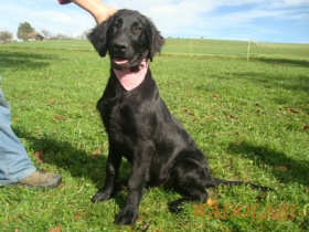 Flat Coated Retriever-Rüde vom Zwinger züchter