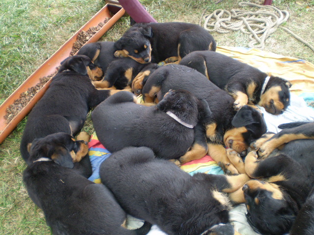 Familienliebende Rottweiler Welpen