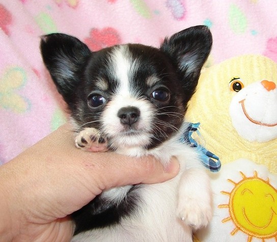 Mini-Chihuahua Welpen