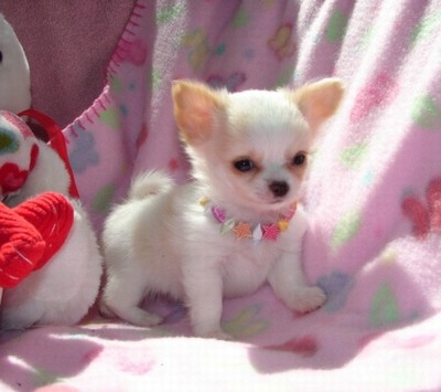 Süße Mini Chihuahua Mischlings-Welpen zu verkaufen