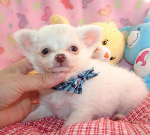 Teetasse Chihuahua Welpen bereit für Weihnachten