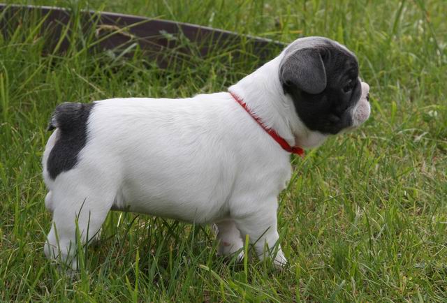 *Super Süßer Französische Bulldoggen Welpe mit Papieren*