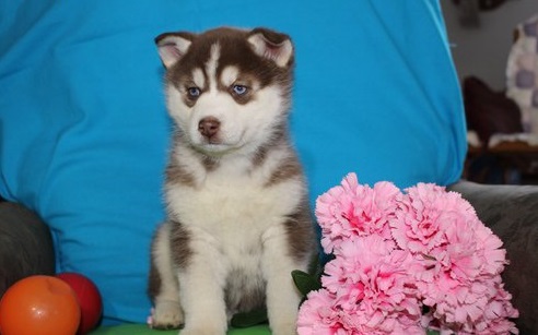  Siberian Husky Welpen aus FCI   