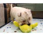 west highland white terrier  WELPEN SUCHEN AB SOFORT EIN NEUES ZUHAUSE