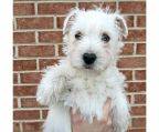 KLEINE west terrier BABY?S SUCHEN EINEN