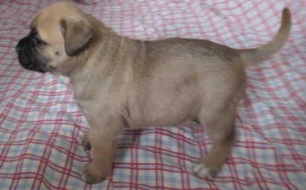 pug puppy for adoptino 