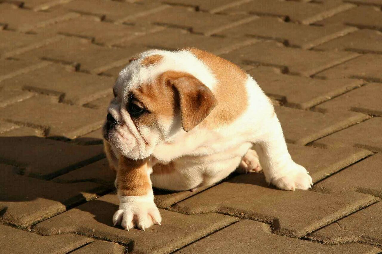 Atemberaubende English Bulldog Welpen