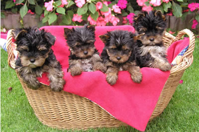 yorkshire terrier kauf Welpen 