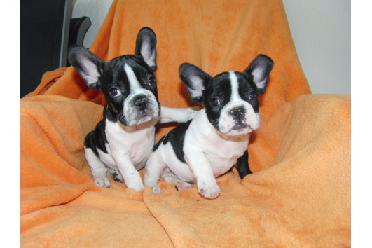  Französische Bulldogge welpen absofort abgabebereit-Freiatment.