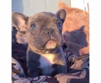 french bulldog welpe