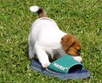 parson russell terrier stockhaar