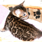  Zuchtgeneration mit großen Rosetten // Bengalkater - Bengalkitten