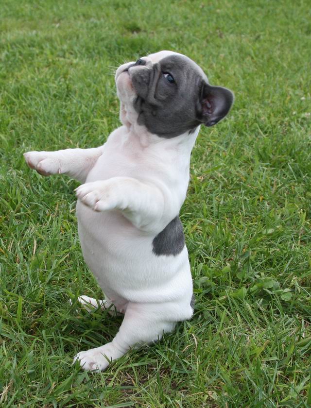 Französische Bulldogge