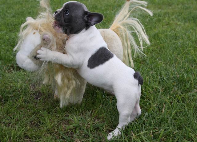 süße französische Bulldogge Rasselbande