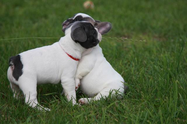 2 niedlich Französisch Bulldog Welpen 