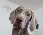 weimaraner welpe männlich