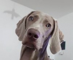 weimaraner welpe männlich