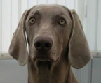 weimaraner welpen weiblich