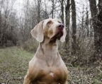 weimaraner-züchter