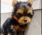 yorkshire terrier mini kaufen
