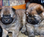  CHOW CHOW WELPEN IN LIEBEVOLLE HÄNDE ABZUGEBEN