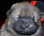 CHOW CHOW WELPEN