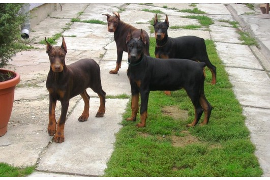 Dobermannwelpen mit Abstammungsnachweis!​! 