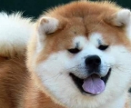 2 REINRASSIGE SCHÖNE akita inu WELPEN