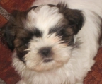 shih tzu tricolor welpen