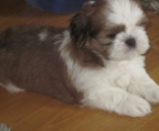 shih tzu KAUFEN SIE IHRE ORIGINAL