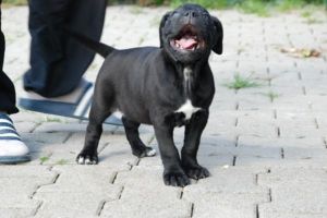 Sehr schöne Cane corso welpen