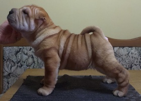 Shar-Pei-Welpen