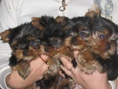  Süße Biewer-Yorkshire-Terrier & Golddust-Yorkshire-Terrier Welpen