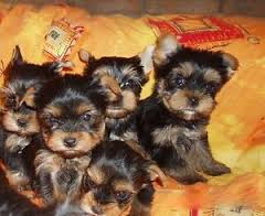 Yorkshire Terrier Welpen mit Papieren