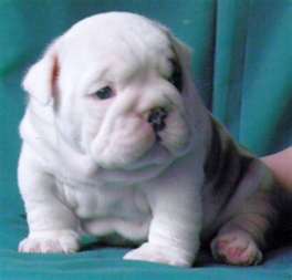 Englischer Bulldogge Welpen