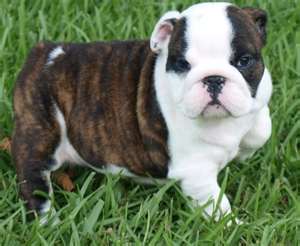 Englische Bulldogge Welpe Gesucht