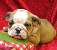 Englische Bulldogge Welpen reinrassig, English Bulldog