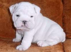 Englische Bulldogge Welpen English