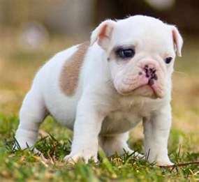  Englische Bulldogge welpen!