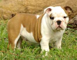 Englische Bulldogge Welpen Kurzhaar