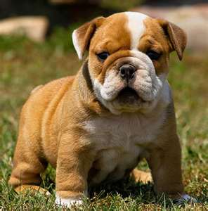 Gesunde English Bulldog Welpen zu verkaufen.