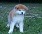 Akita Inu welpen RÜDE 