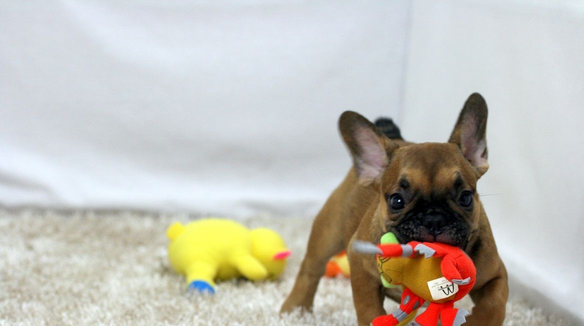 Französische Bulldoggen Welpen 11 Wochen mit Papiere