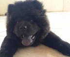 schwarz chow chow kaufen