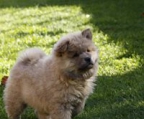 chow chow welpe preis